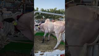 today jaffer Mandi update 2026 #shorts #shortvideo #youtubeshorts #fatehjangibulls #domail #cow