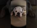 under the bed / под кроватью #bulldog #englishbulldog #dog #morning #horrors #ужасы