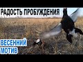 Радость пробуждения Весенний мотив