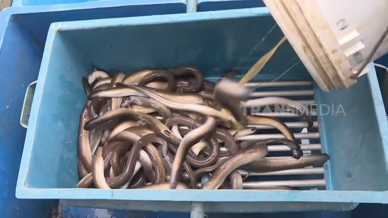 Budidaya Sidat Cuan Ngalir Tanpa Tersendat | CUAN BOSS (02/11/25)