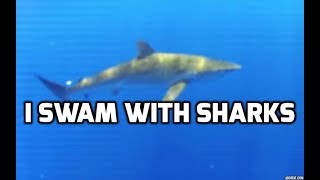 Diving with Sharks in Florida