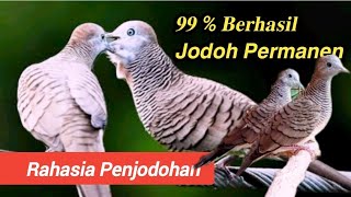Cara Cepat Menjodohkan Perkutut 99% Berhasil Jodoh Permanen || Penjodohan Perkutut Sangat Mudah