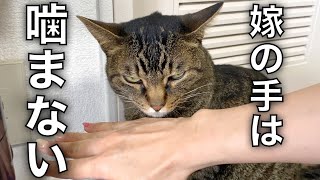 funny video  A ferocious cat that bites my hand but not my wife's