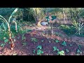 backyard vegetable farming #Jamaica #agriculture