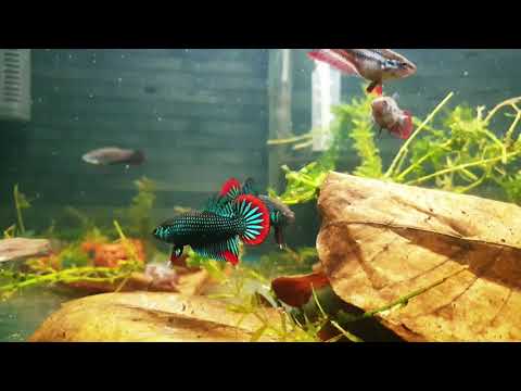 Video: Sort Cockerel (Betta Imbellis)