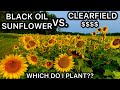 CLEARFIELD SUNFLOWERS OR BLACK OIL SUNFLOWERS???? DOVE FOOD PLOTS    HD 1080p