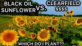 CLEARFIELD SUNFLOWERS OR BLACK OIL SUNFLOWERS???? DOVE FOOD PLOTS    HD 1080p