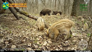 Wild little piglets ate up all the flowers and dug up the forest floor. Wild boar/ Дикий кабан