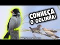 Golinha ave exclusiva do Brasil - Descubra tudo sobre o Golinha !