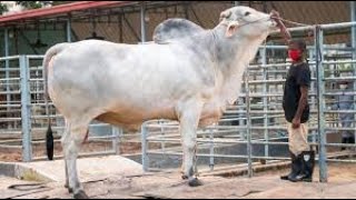 1100 KG Ongole / The Giant Nelore Bull from Indonesia