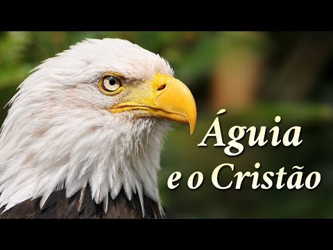 A ÁGUIA E O CRISTÃO - O Vídeo Mais LINDO e EMOCIONANTE Que Você Verá Hoje