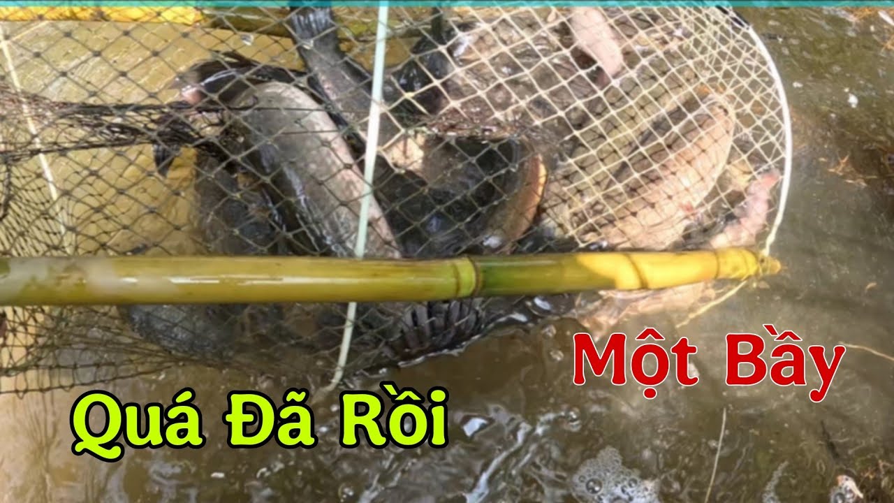 Phát  Hiện Bầy  Cá  Lóc  Chỗ  Mới  Này  Quá  Khủng