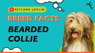 Everything you need to know about Bearded Collie puppies!