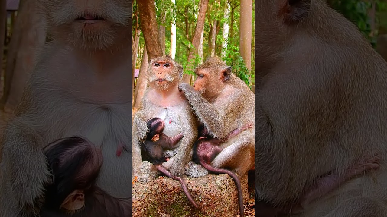 Sweet Monkey Family: Breastfeed Baby and Relaxing Together In The Jungle So Cute Baby Monkey