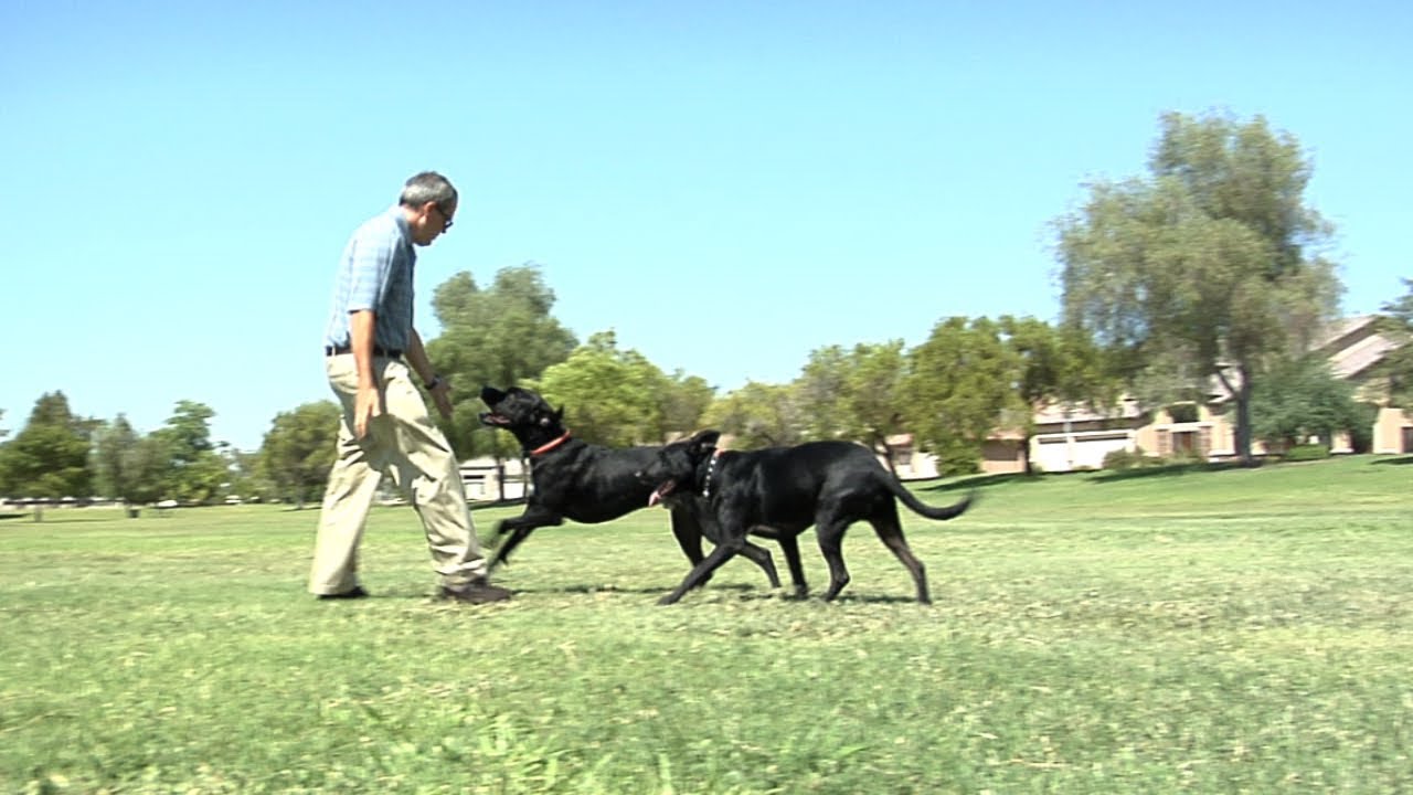 The Pet Firm Company Overview YouTube