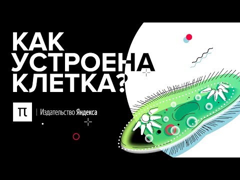 Видео: Каква е историята на клетката?