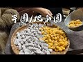 芋頭產季，挖芋頭做芋圓/地瓜圓｜Homemade  ｜ countryside life ｜Taro Balls Sweet Potato Balls 【刻夢kedream】