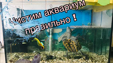 Красноухая черепаха. Как правильно чистить аквариум и меня воду для черепахи