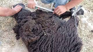 First Shear Of The Season And It's A BIG One