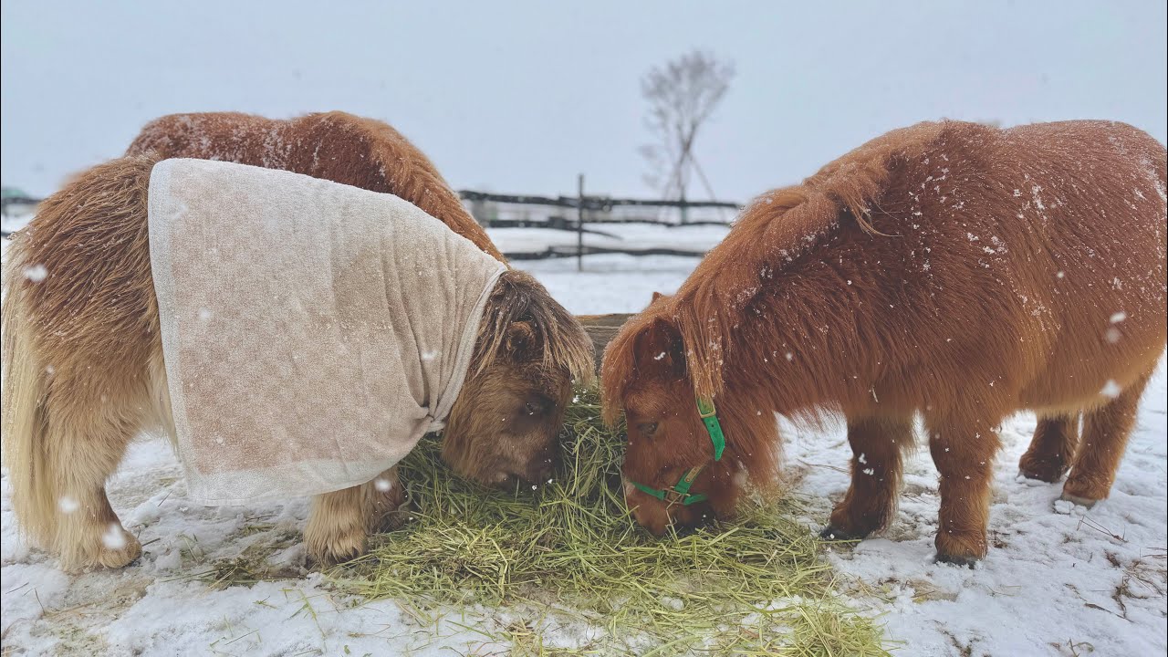 雪の中でも食欲全開！ミニチュアホースたちの冬の日常