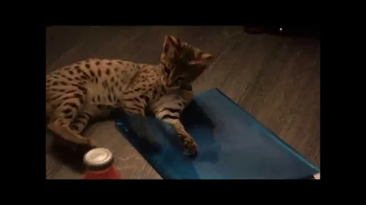 Video 1021211: f2 savannah cat playing, f2 savannah kitten, f2 savannah male, savannah kitten first, cats entertainment amazing