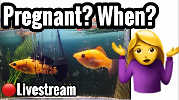 Pregnant Molly Fish? How Long? Breeding & Raising Babies