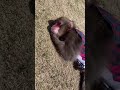 Monkey Siotaro Sunbathing. 猿のしおたろうが日光浴 #Shorts
