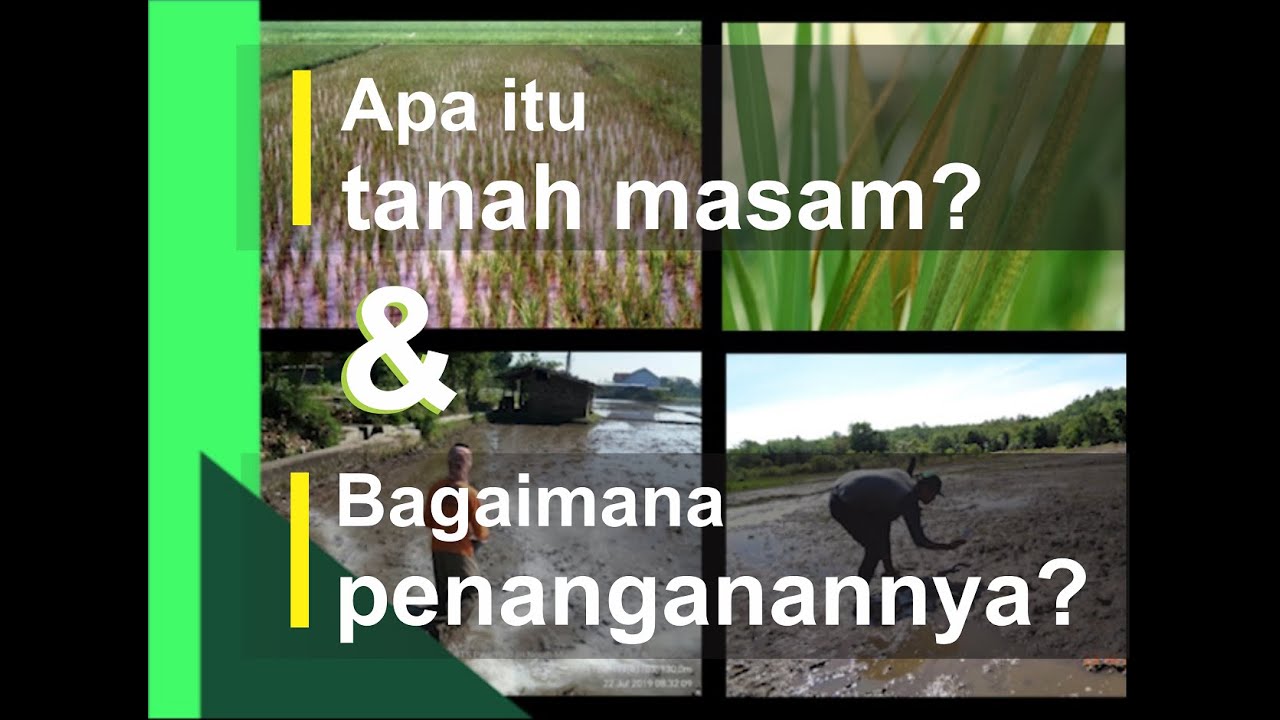 Cara Mengatasi Tanah Masam Asam YouTube