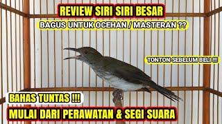 REVIEW PERAWATAN & SEGI SUARA SIRI SIRI BESAR / RAJA❗