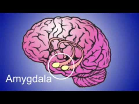Amygdala