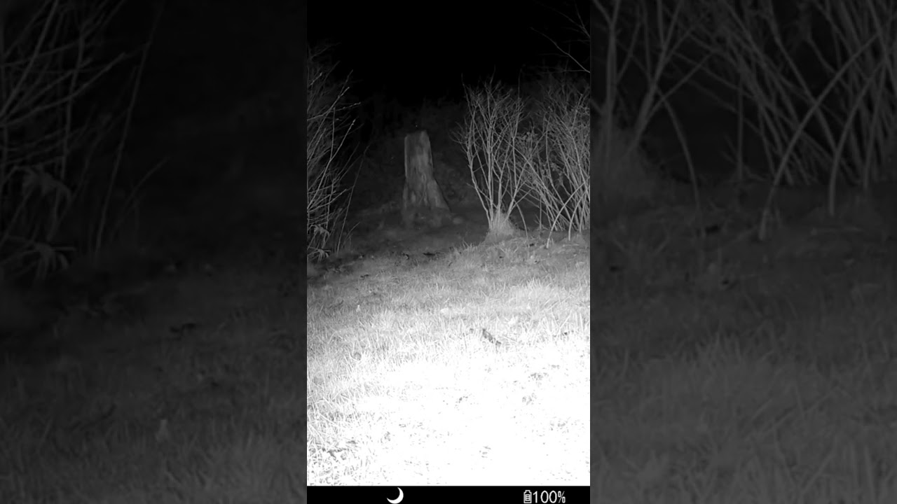 Fox and marten fight