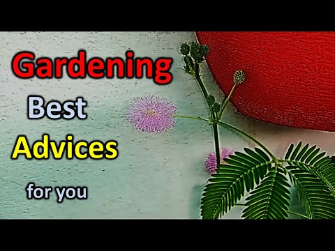 Video: How To Grow An Organic Garden - Gardening Know How