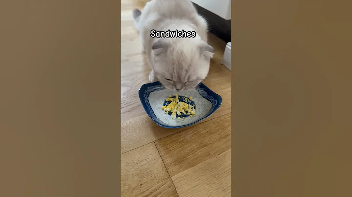 Watch the video about Finish each others sandwiches 🥪 #kikicutekitty #finish #love #bestie #crazy #relatable #fyp #cat