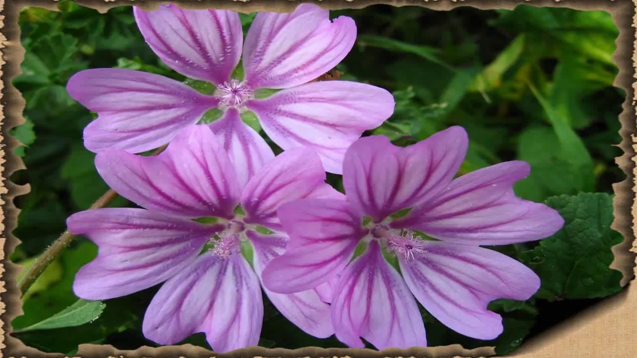 Uso Medicinal De La Malva Beneficios De La Malva Para La Salud