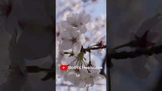🌸 Cherry Blossom Breeze 🌼 | Relaxing Piano Music for Sleep, Study &amp; Calm 4K 🎹  #healingmusic