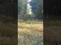 Deer in the power lines next to my one spot!!! #deerhunting #archery can’t wait