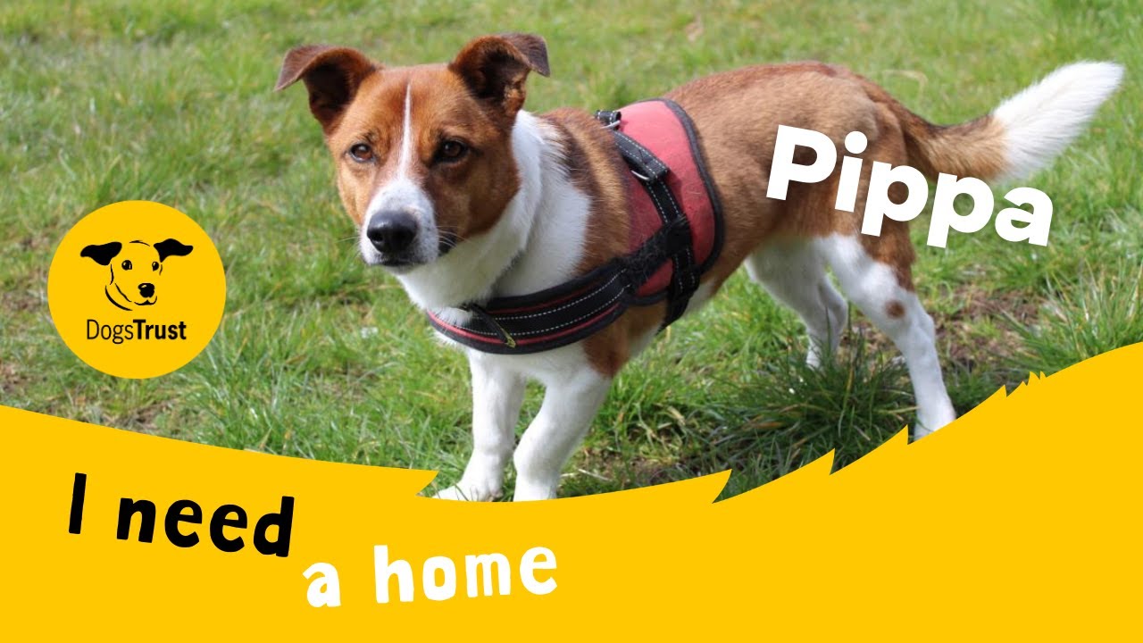 Pippa The Sweet Crossbreed Dogs Trust Ballymena YouTube Pippa The Sweet Crossbreed Dogs Trust Ballymena YouTube