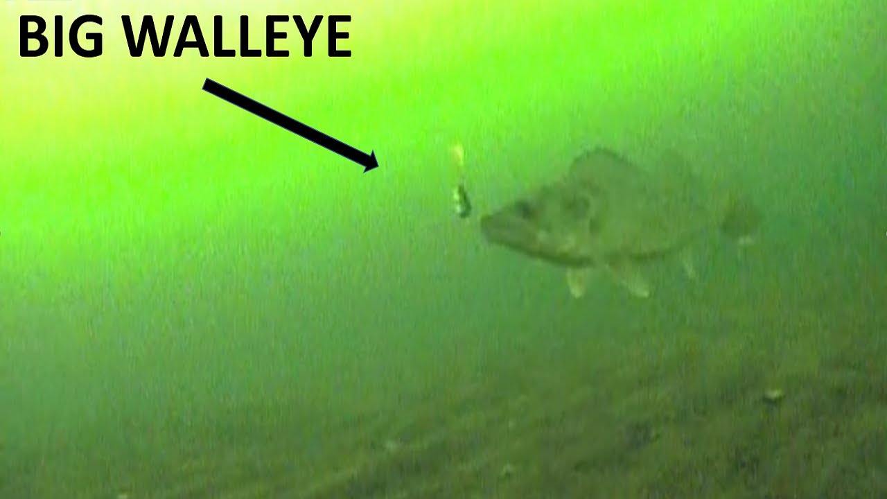 ICE FISHING with UNDERWATER CAMERA, Mille Lacs WALLEYES