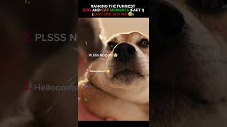 Ranking Funniest Dog And Cat Moments