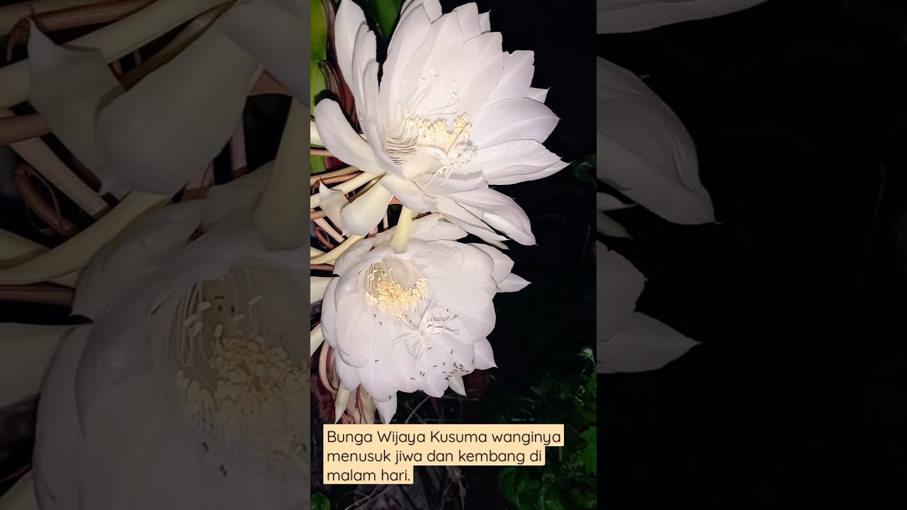 Bunga Wijaya Kusuma Bakawali Kembang Di Malam Hari Wijayakusuma Flowers Mekarwangi Shorts Youtube