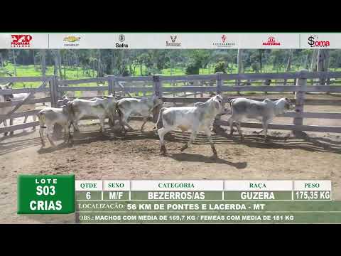 LOTE S03 CRIAS