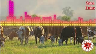 Mimi muluken~ሚሚ ሙሉቀን\\Ethiopian #gonder_traditional_music by sera tube~ሴራ ቲዩብ❤