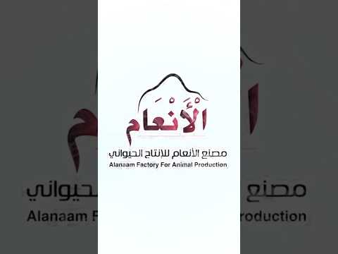 تسمين الإبل في مصنع الأنعام بدولة قطر لاحظو بعير الرحال