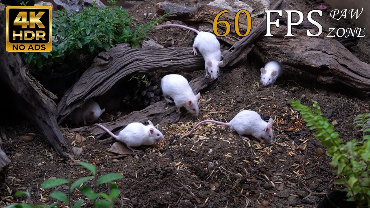 CAT TV NO ADS 🐾 Forest Floor Explorers: White Mice Colony & Hamster Log Adventure 🐭🌳 4K 60FPS