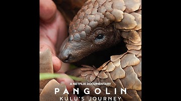 Pangolin: Kulu