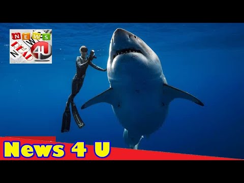 Divers take plunge with great white shark