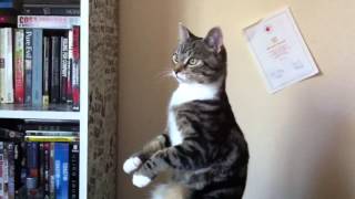 Ccini - The Cat With The Invisible Scratch Post