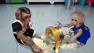 Baby monkey AKA and BonBon playfully opened the lid to eat powdered milk