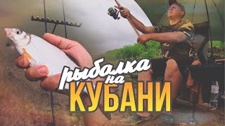 Рыбалка на реке Кубань | Отличный клев Карася, Рыбца, Шамайки | Фидер на течении