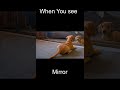 Funny Dogs Video Fuuny Fun Viral Funny Dogs Video Fuuny Fun Viral